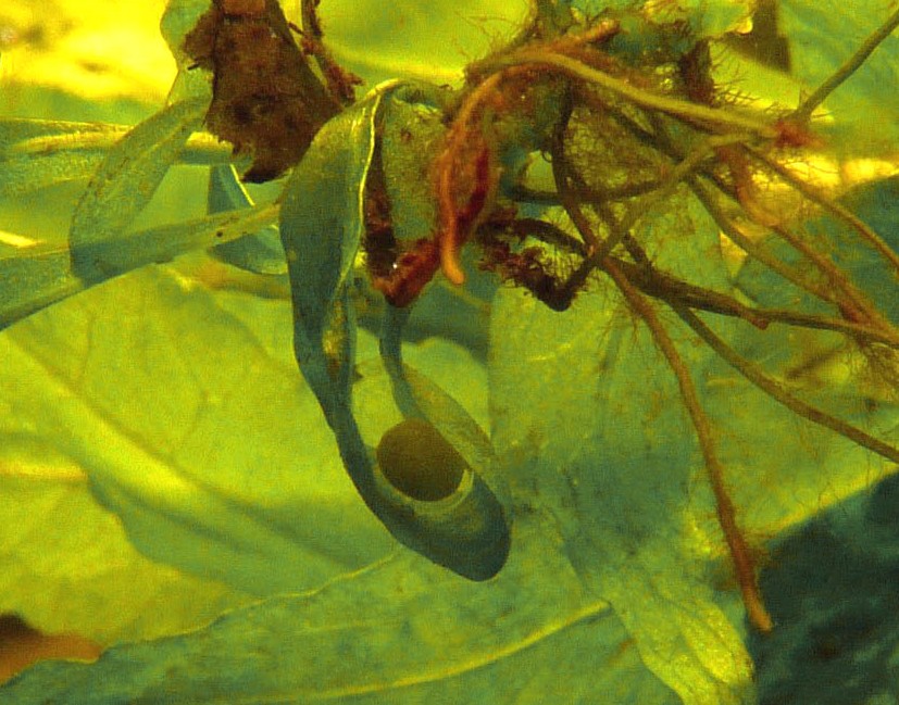 I Terracquari del Centro di Entomologia - Piombino (LI)